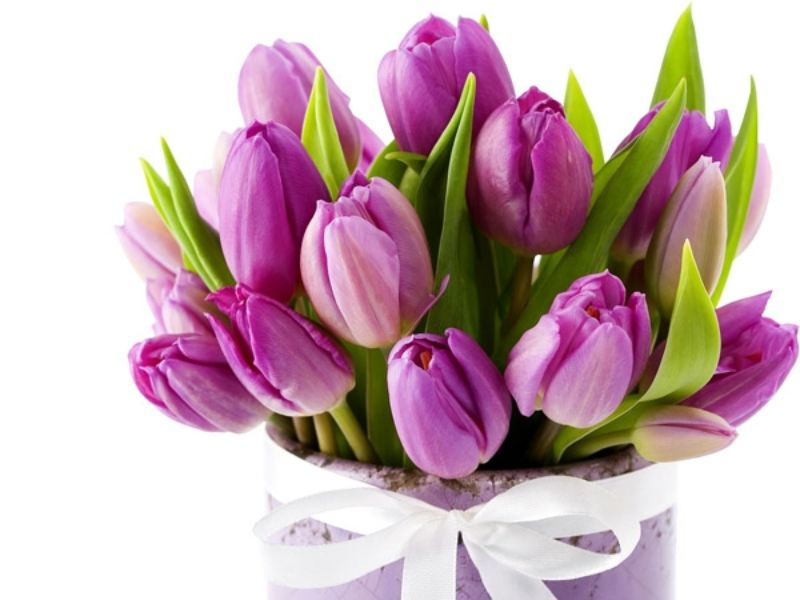 hoa tulip tím