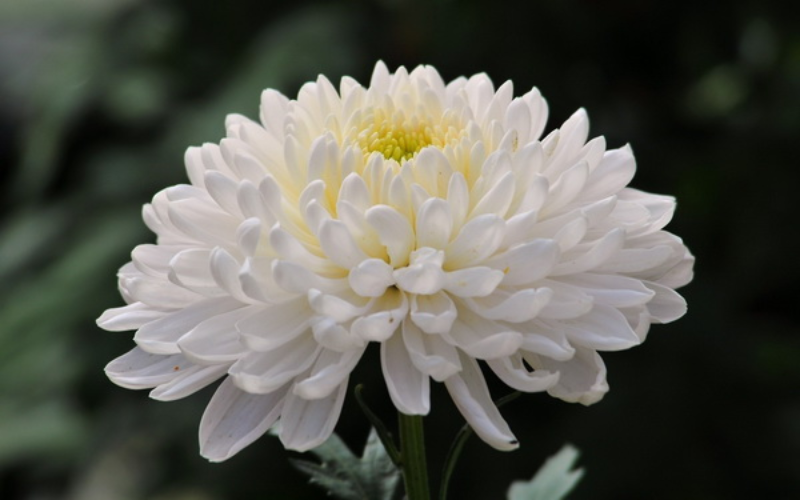 bông hoa cúc trắng