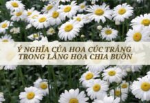 ý nghĩa của hoa cúc trắng trong đám tang