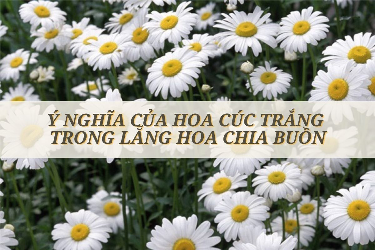 Ảnh Hoa Cúc Trắng Đẹp Buồn Nhẹ Nhàng Đơn Giản