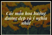 nhiều bông hoa hướng dương màu vàng