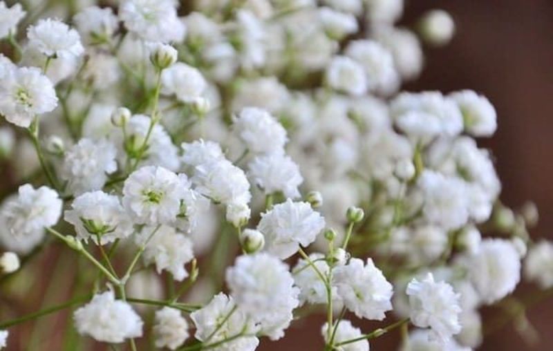 hoa baby trắng