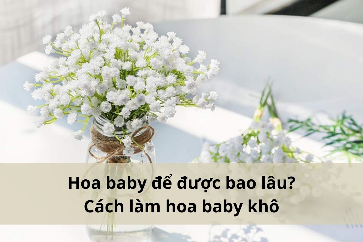 Hoa baby để được bao lâu? Cách làm hoa baby khô