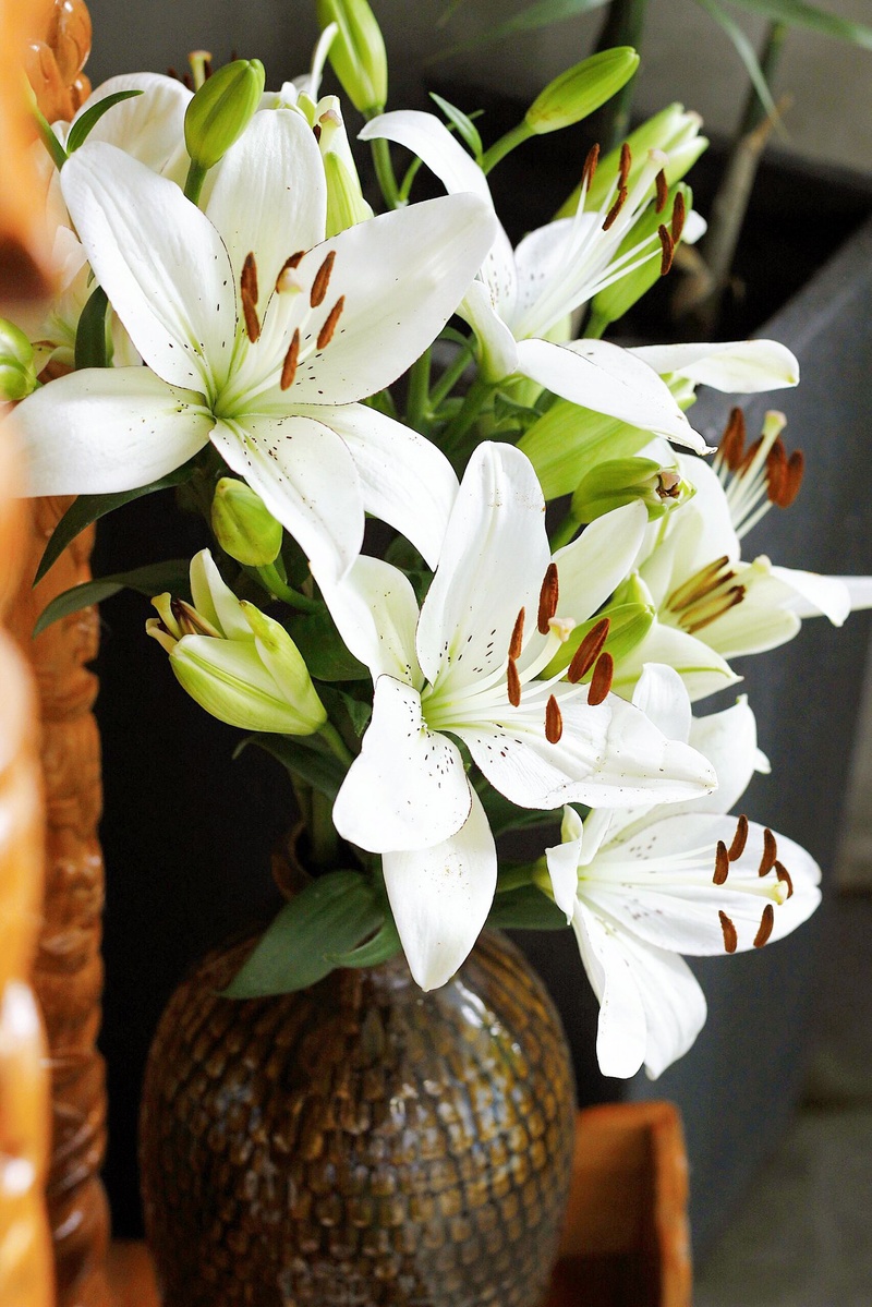 hoa lily trắng đẹp tinh khôi