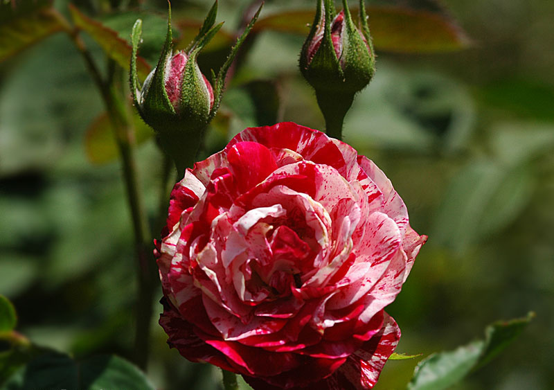 Hoa hồng ngoại Julio
