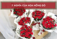 Các bó hoa hồng đỏ với giấy gói màu trắng