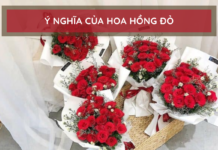 Ý nghĩa của hoa hồng đỏ