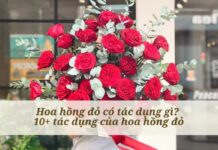 bó hoa hồng đỏ rực rỡ