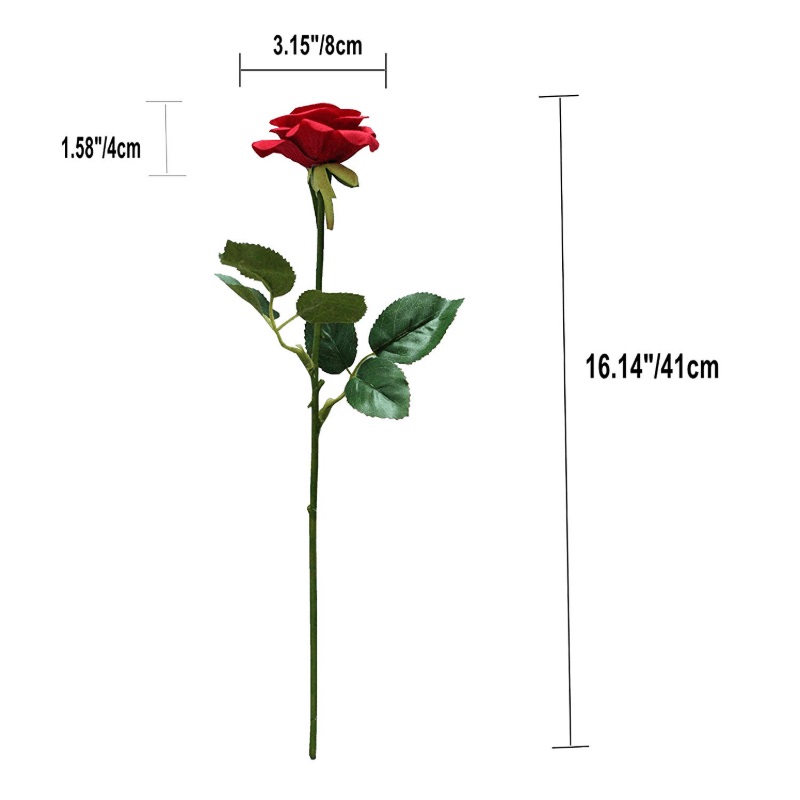 Số đo các bộ phận của hoa hồng Ecuador