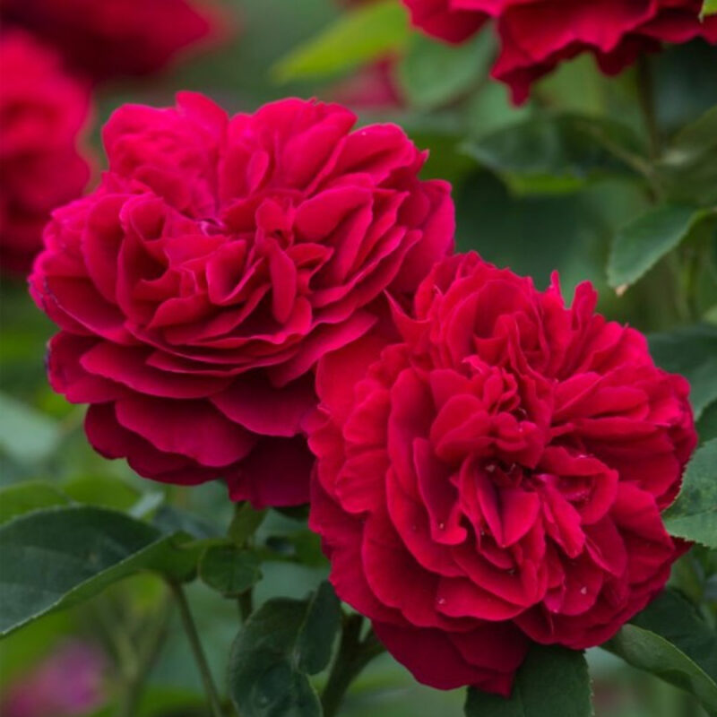 2 bông hoa hồng Rouge Royale rose