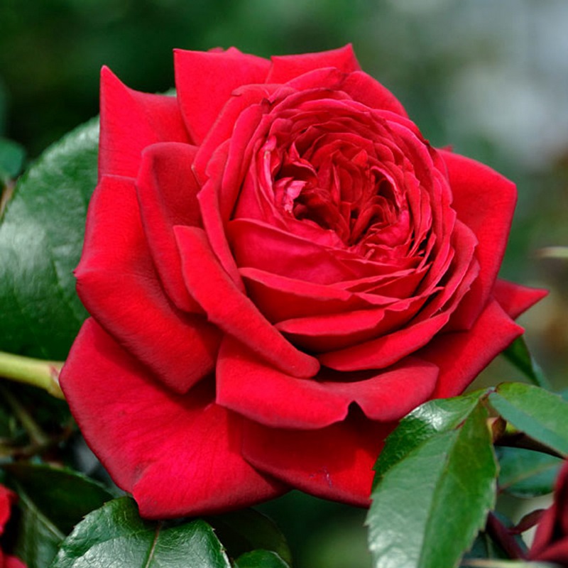 hoa hồng đỏ Republic de Montmartre rose