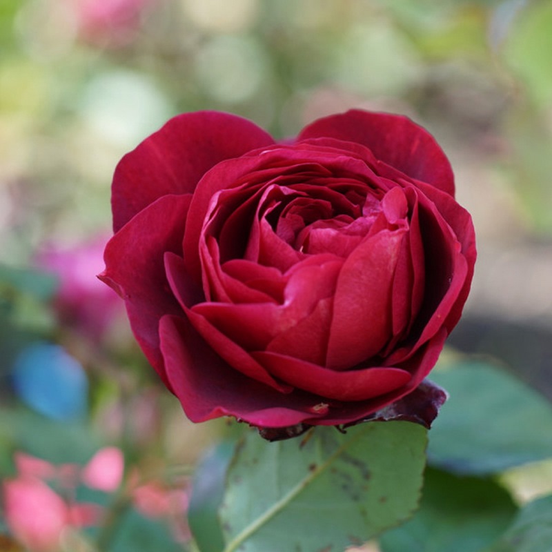 hoa hồng đỏ Bicentenaire de Guillot rose