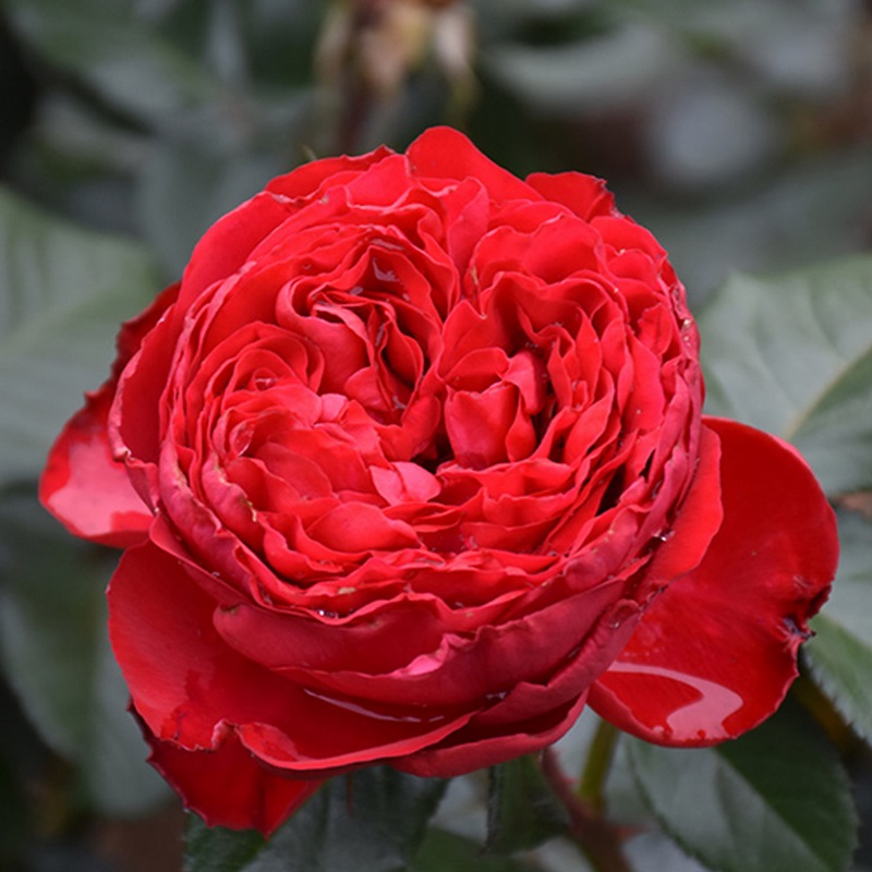 hoa hồng Traviata rose