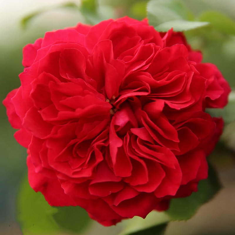 hoa hồng đỏ Red Leonardo Da Vinci rose