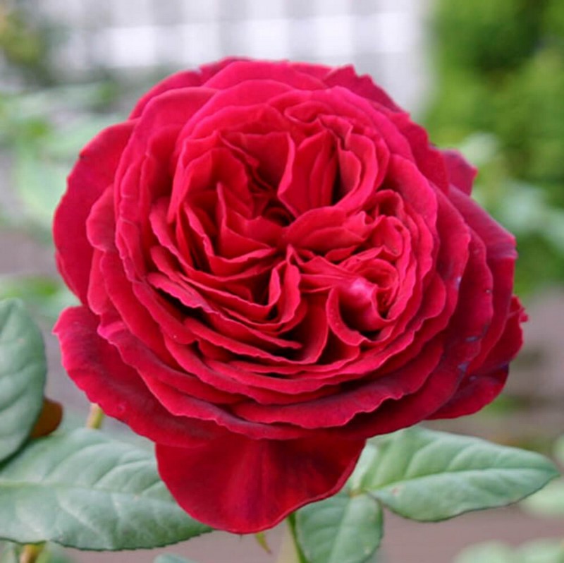 hoa hồng đỏ ngoại Gospel Rose