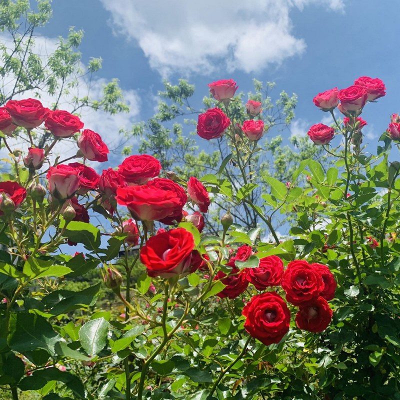 vườn hoa hồng đỏ ngoại