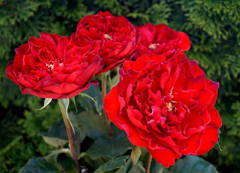 Hoa hồng Pháp Samarcanda rose