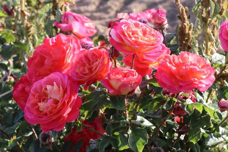 Hoa hồng Madame Delbard rose