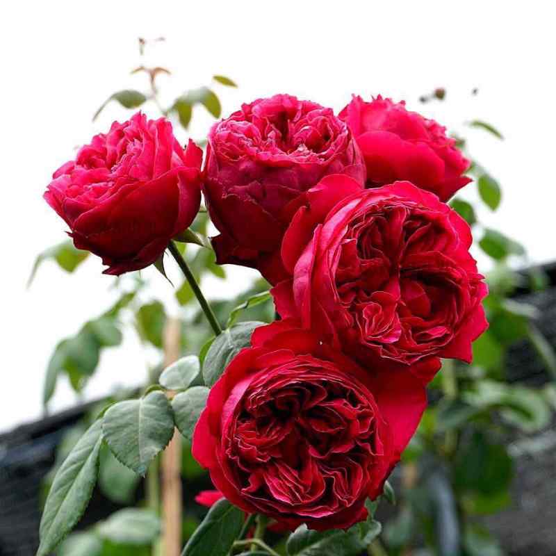 hoa hồng bụi Rouge Royale