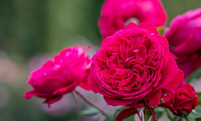 Hoa hồng Pháp đỏ rực rỡ