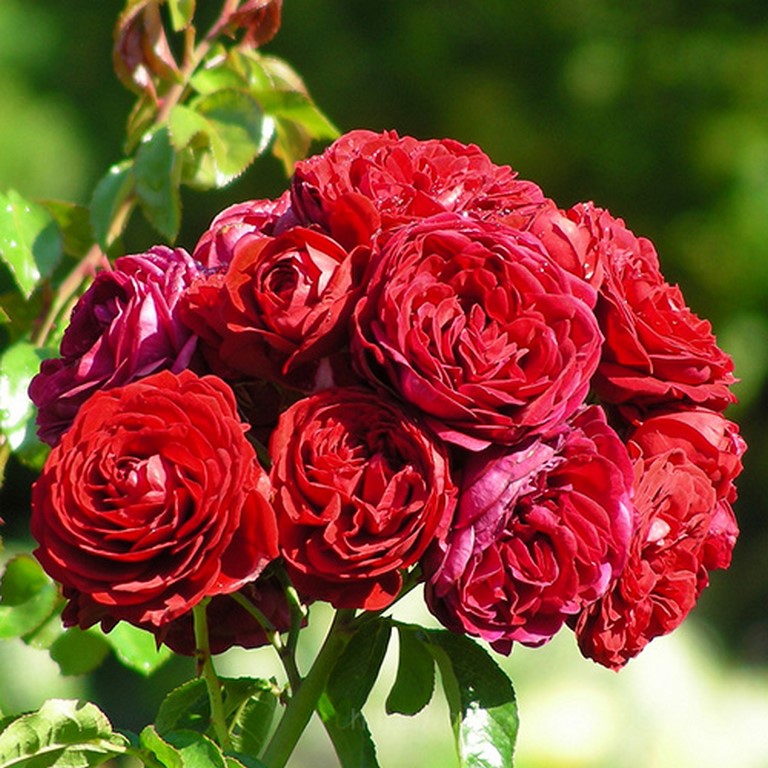 Hình ảnh về hoa hồng Monalisa 