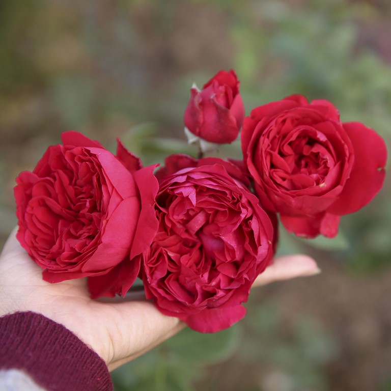 Hoa hồng biểu trưng cho tình yêu