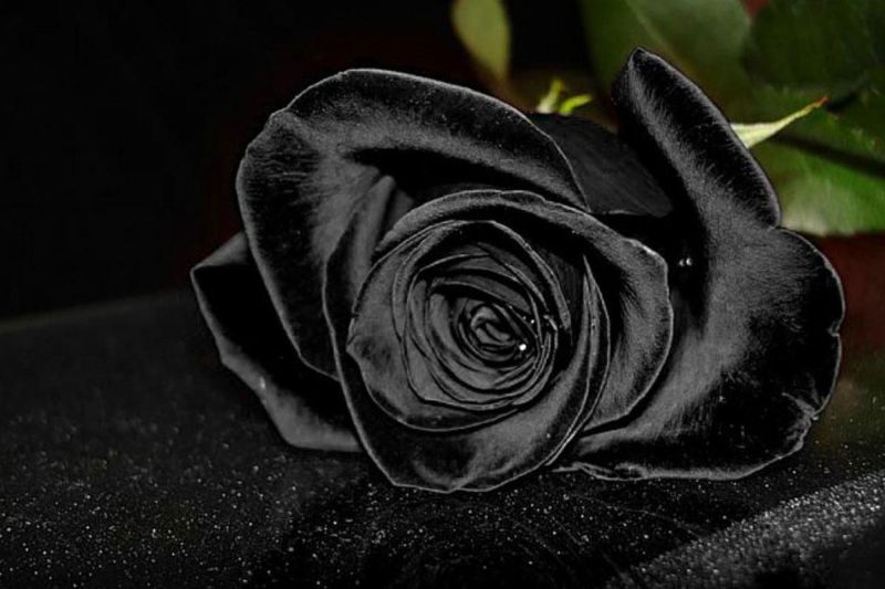 hoa hồng đen thổ nhĩ kỳ