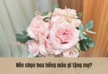 bó hoa hồng màu hồng phớt tặng mẹ