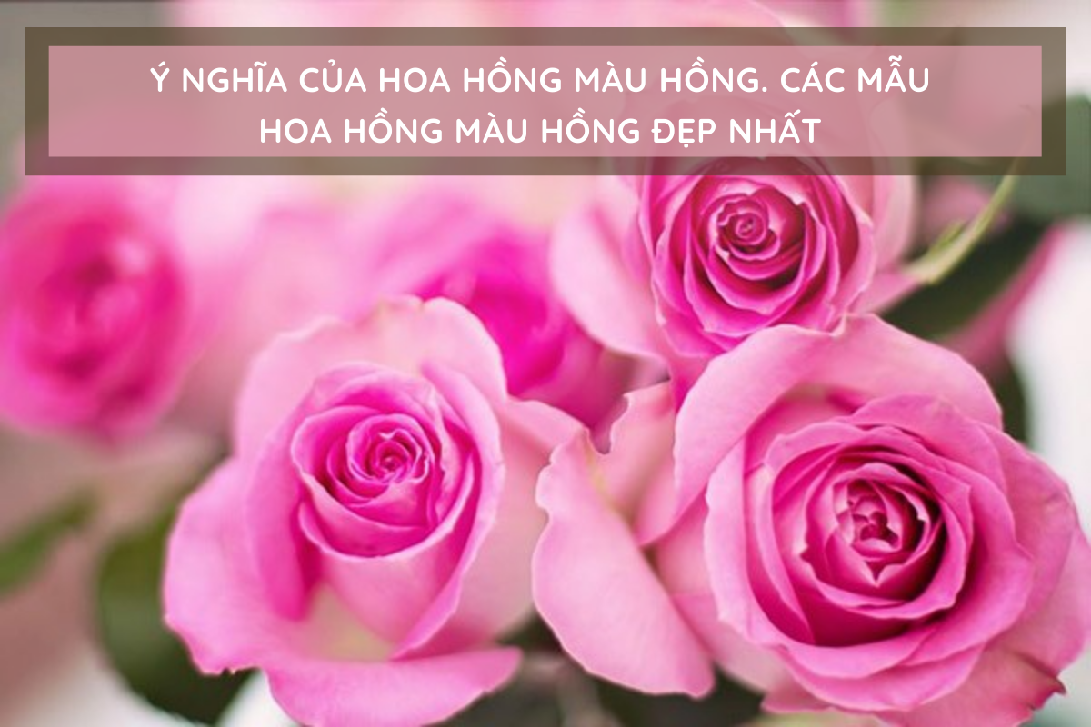 Ý nghĩa của các loại hoa hồng màu hồng phổ biến hiện nay