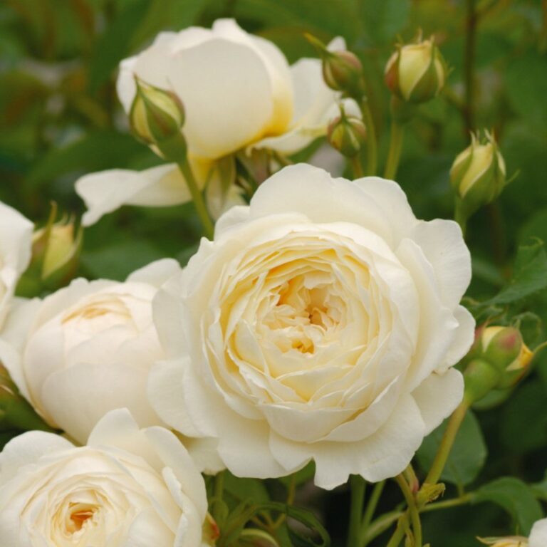 Роза клэр роуз фото и описание
