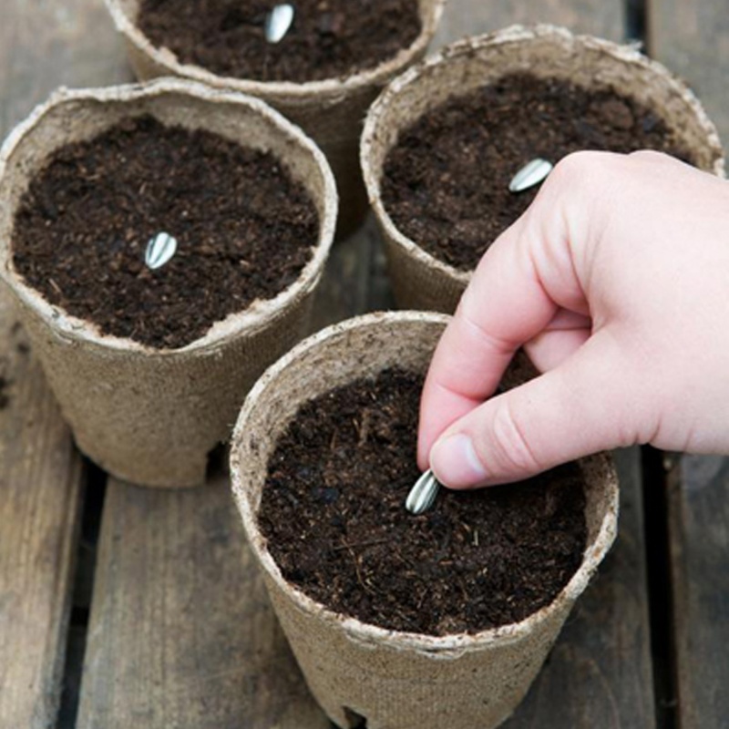 trồng cây hướng dương từ hạt