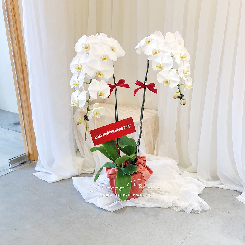 Hoa lan hồ điệp màu trắng