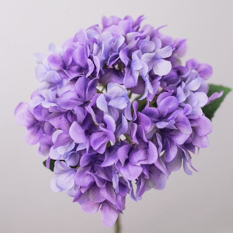 hoa cẩm tú cầu màu tím tặng sinh nhật
