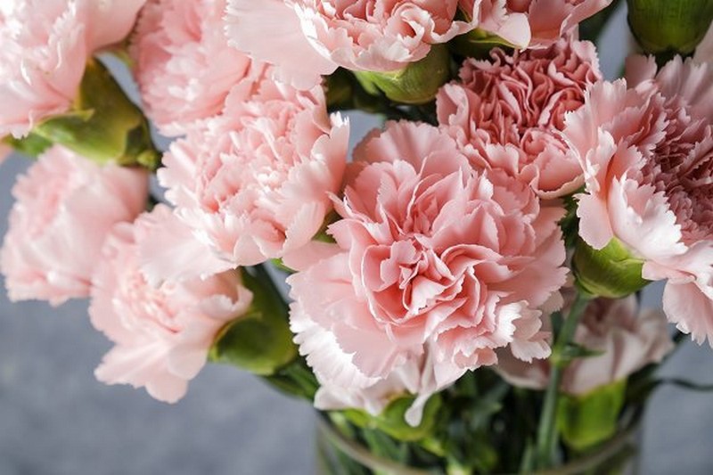 bó hoa cẩm chướng màu hồng phớt tặng sinh nhật tháng 1