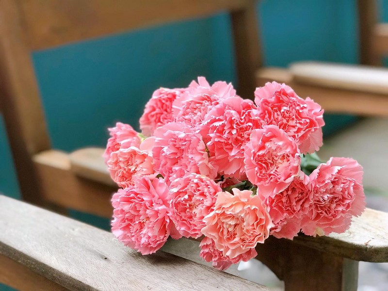 bó hoa cẩm chướng màu hồng đẹp tặng sinh nhật