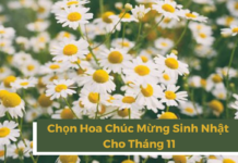 hoa sinh nhật tháng 11