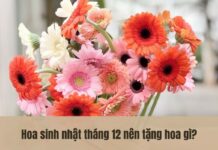 Hoa tặng sinh nhật tháng 12