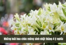 hoa loa kèn tặng sinh nhật tháng 4