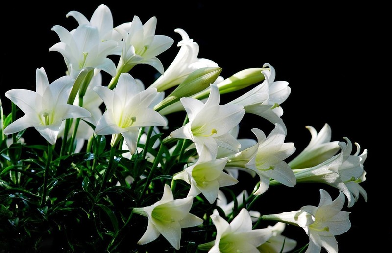 những bông hoa loa kèn trắng