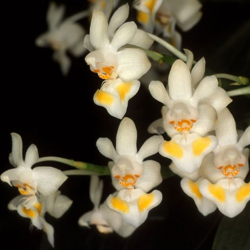 Lan hồ điệp trung - Phalaenopsis Gibbosa Sweet trắng