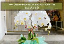 Những thông tin cần biết về hoa lan hồ điệp đại