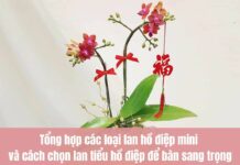 Lan tiểu hồ điệp thích hợp để bàn làm việc