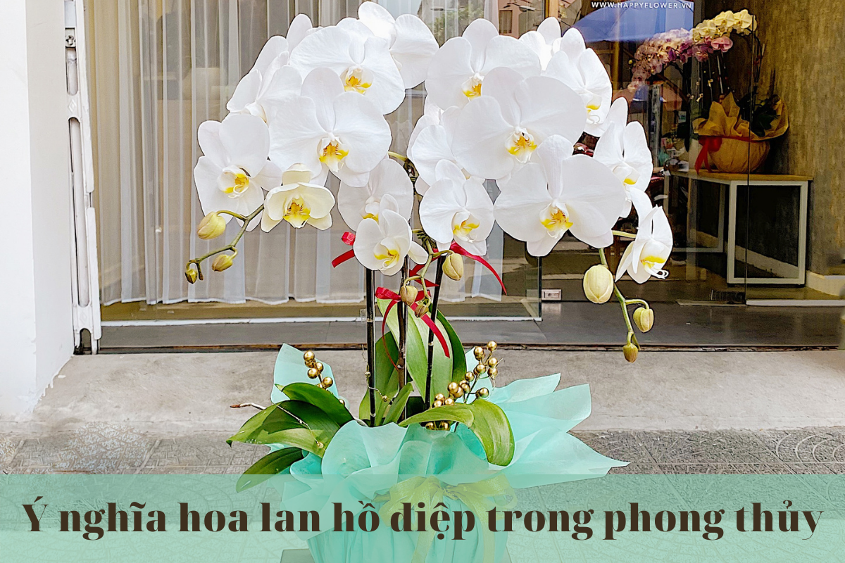 Ý nghĩa hoa lan hồ điệp trong phong thủy