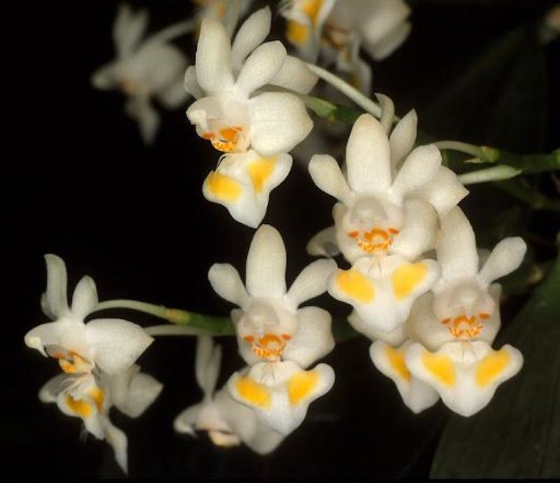 hoa lan hồ điệp vàng trắng