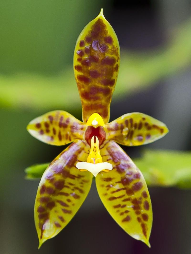 hoa lan Phalaenopsis cornu-cervi