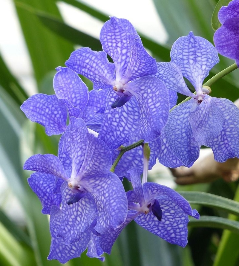 Lan hồ điệp tím Vanda Orchids