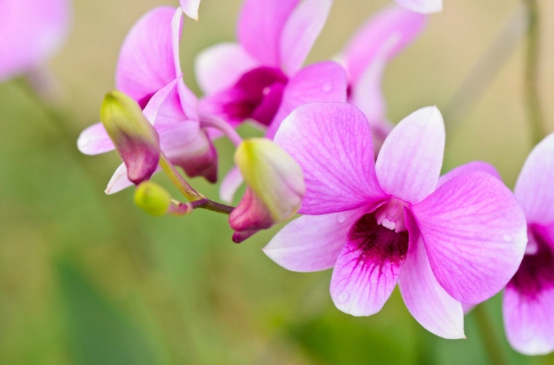 Lan hồ điệp tím Dendrobiums vô cùng phong phú và đa dạng