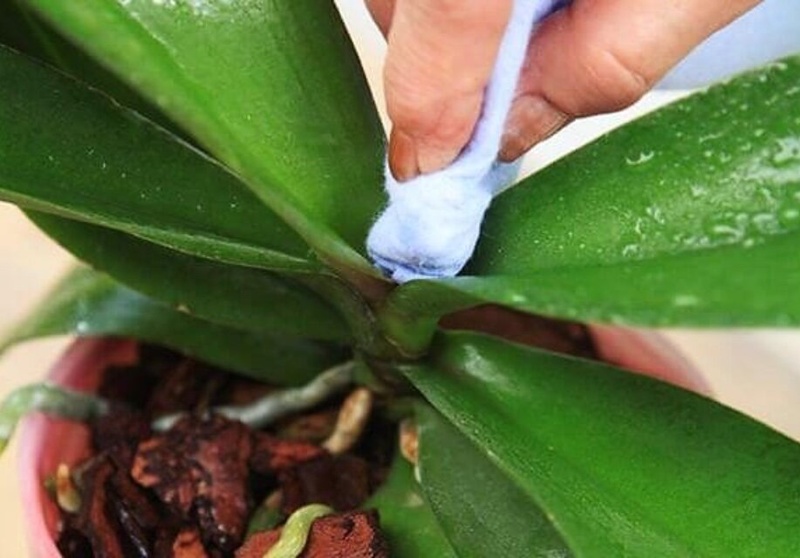 Lâu sạch lá cây lan hồ điệp trắng ngăn ngừa âu bọ xâm nhập