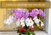 chậu hoa lan hồ điệp màu tím mix màu trắng